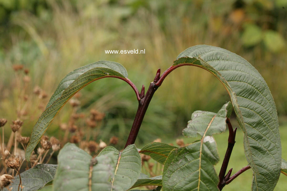 Salix moupinensis