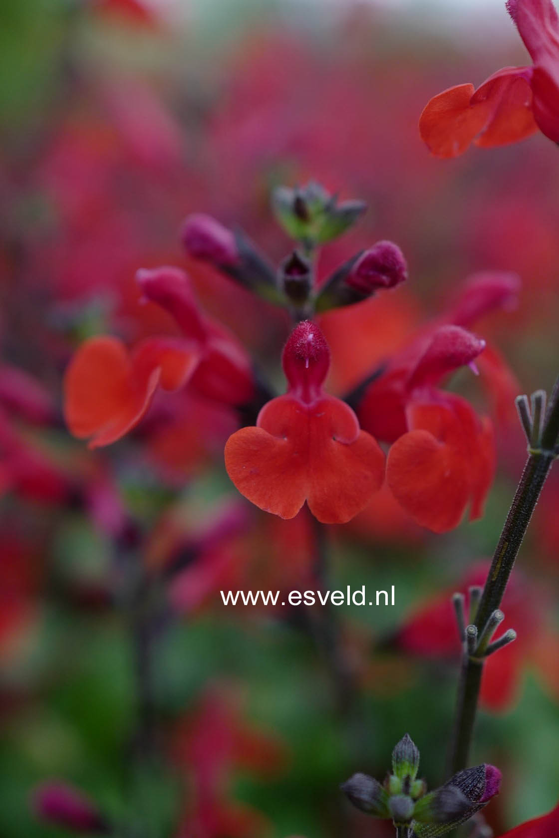 Salvia 'Royal Bumble'