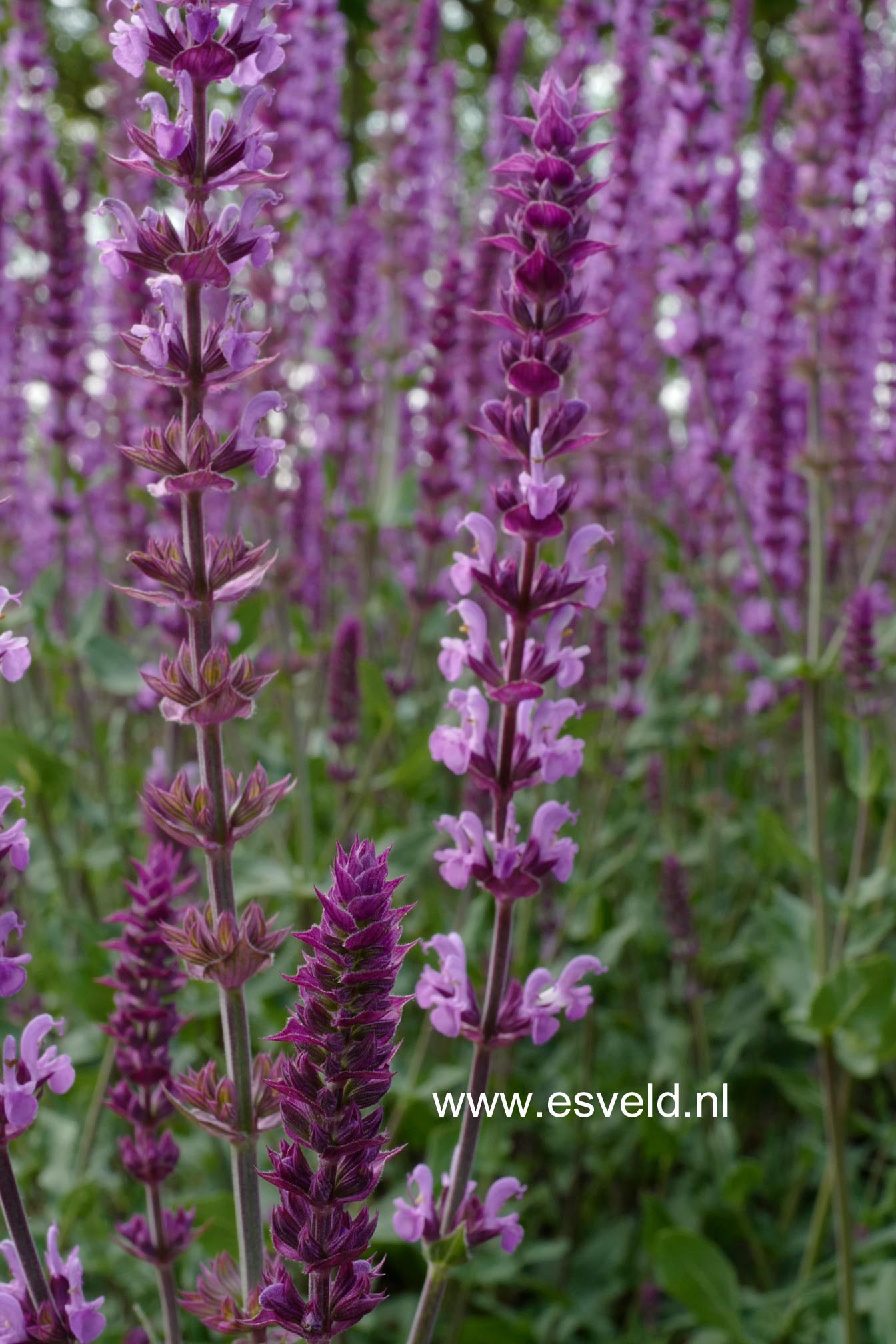 Salvia nemorosa 'Amethyst'