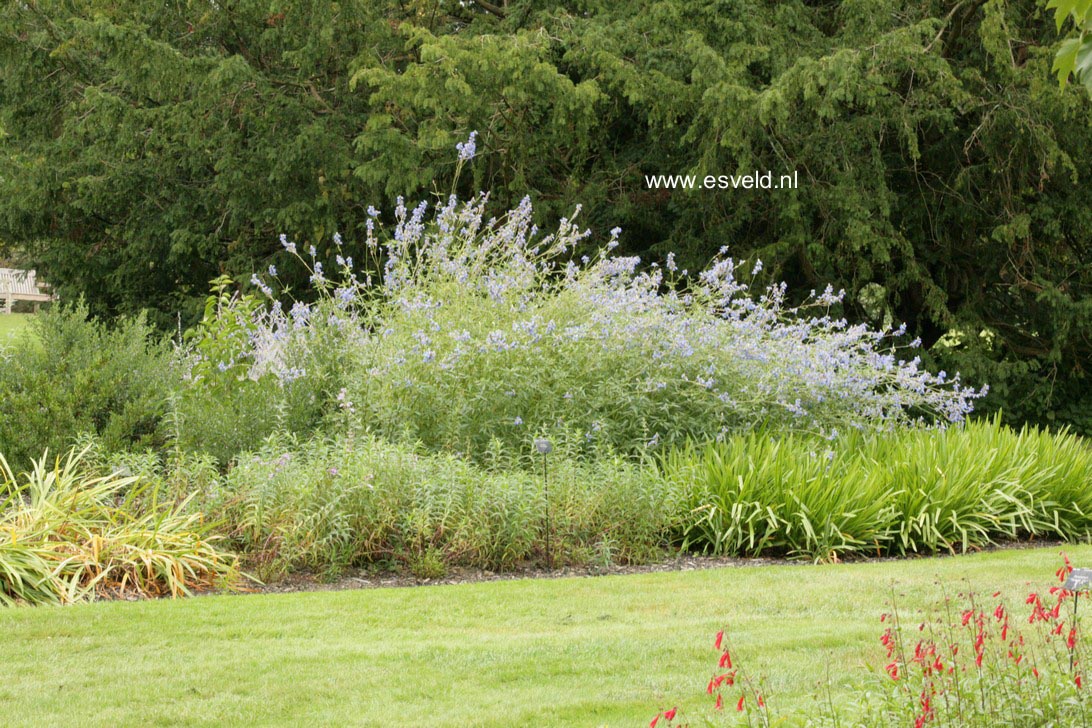Salvia uliginosa