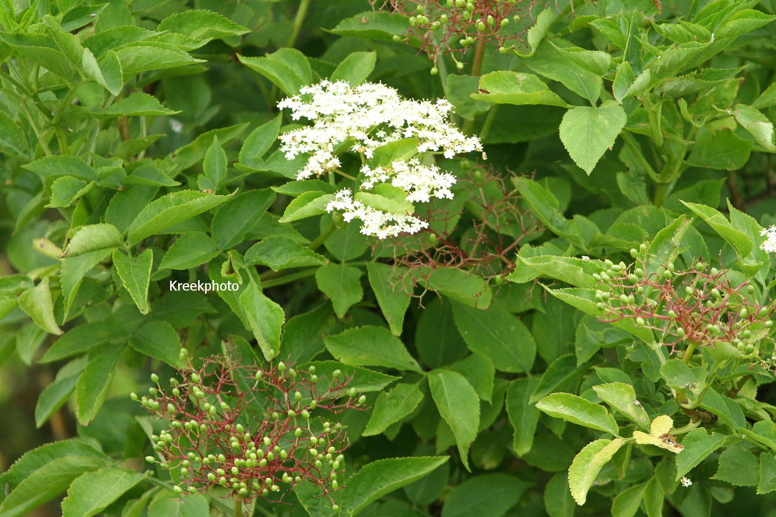 Sambucus nigra