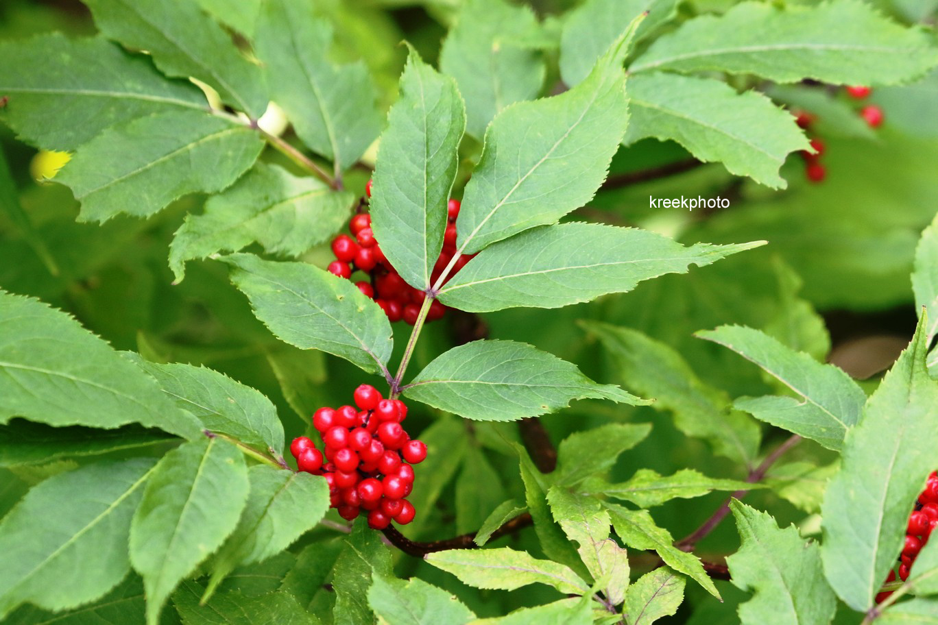 Sambucus racemosa