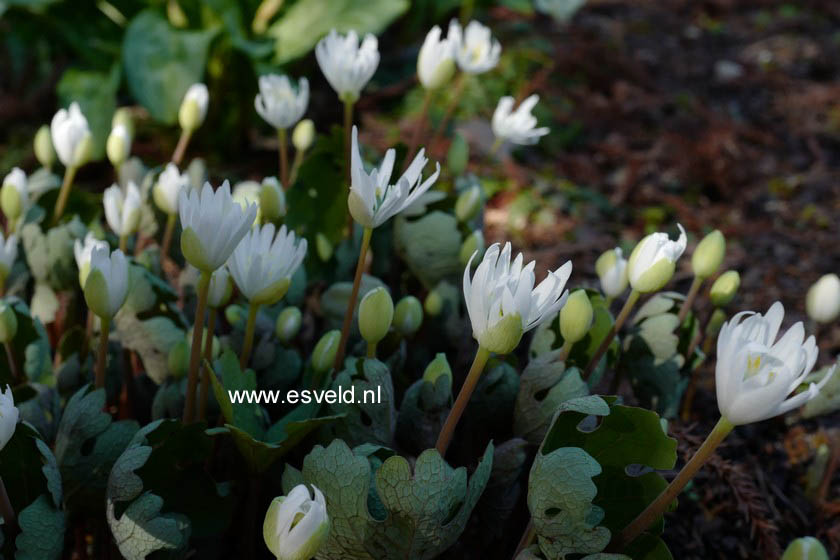 Sanguinaria canadensis