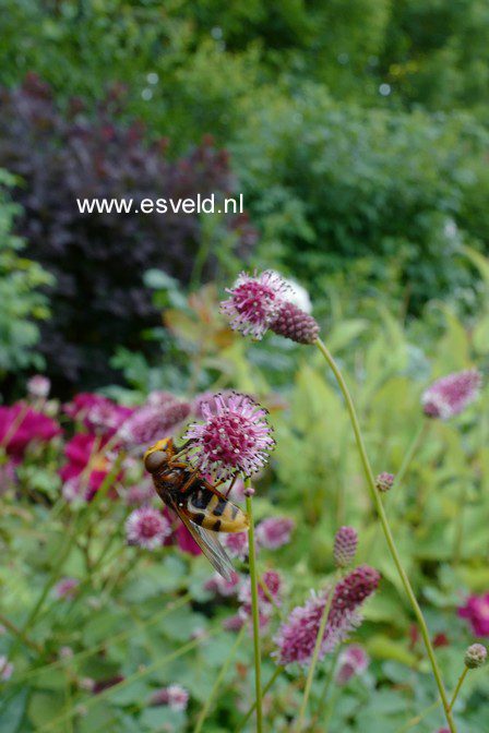 Sanguisorba officinalis 'Pink Tanna'