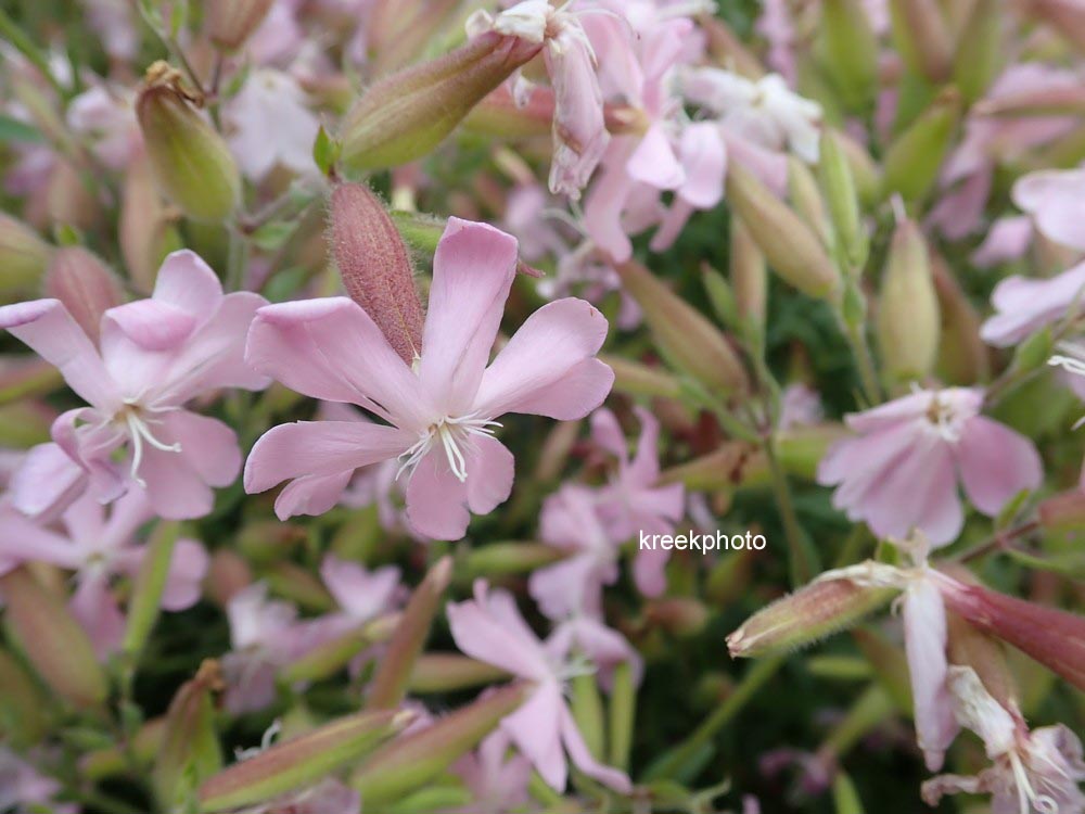 Saponaria lempergii 'Max Frei'