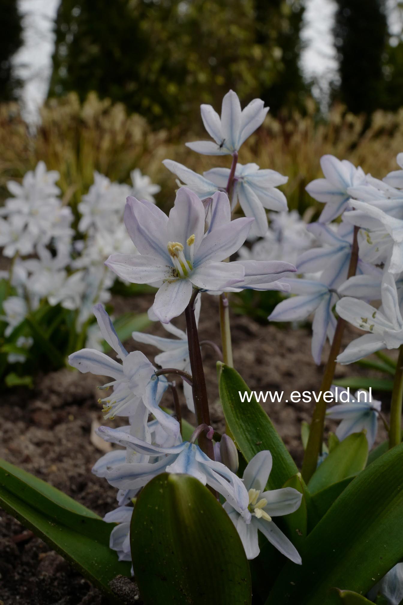 Scilla mischtschenkoana