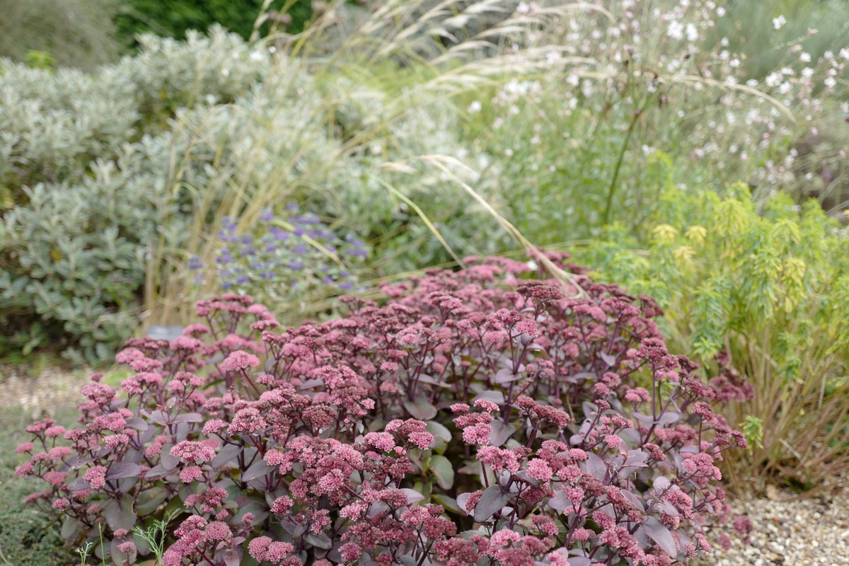 Sedum telephium 'Karfunkelstein'