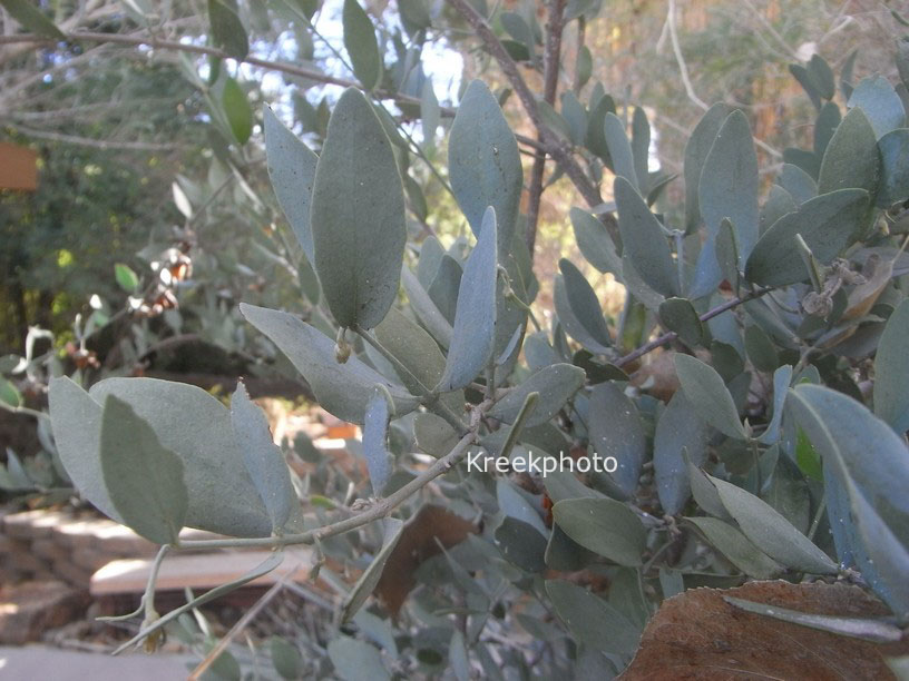 Simmondsia chinensis