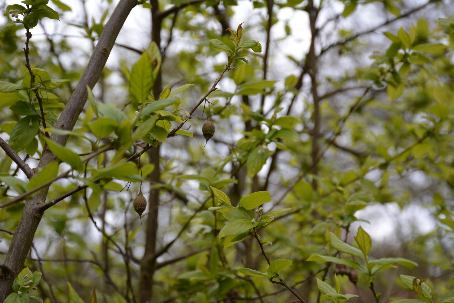 Sinojackia xylocarpa