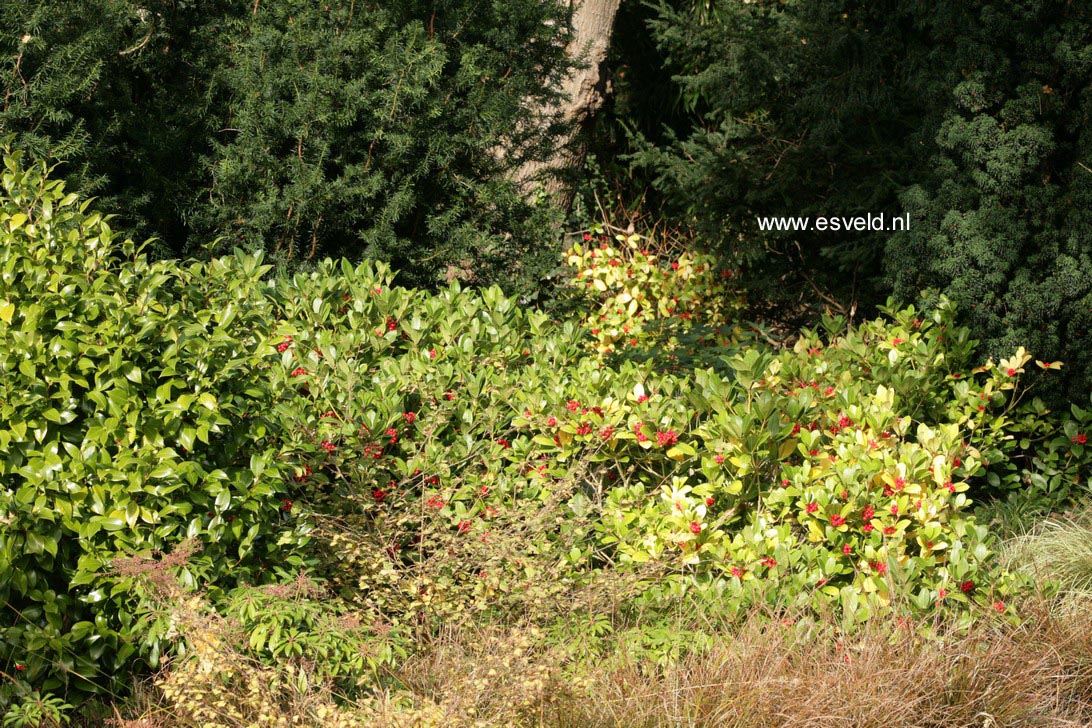 Skimmia japonica