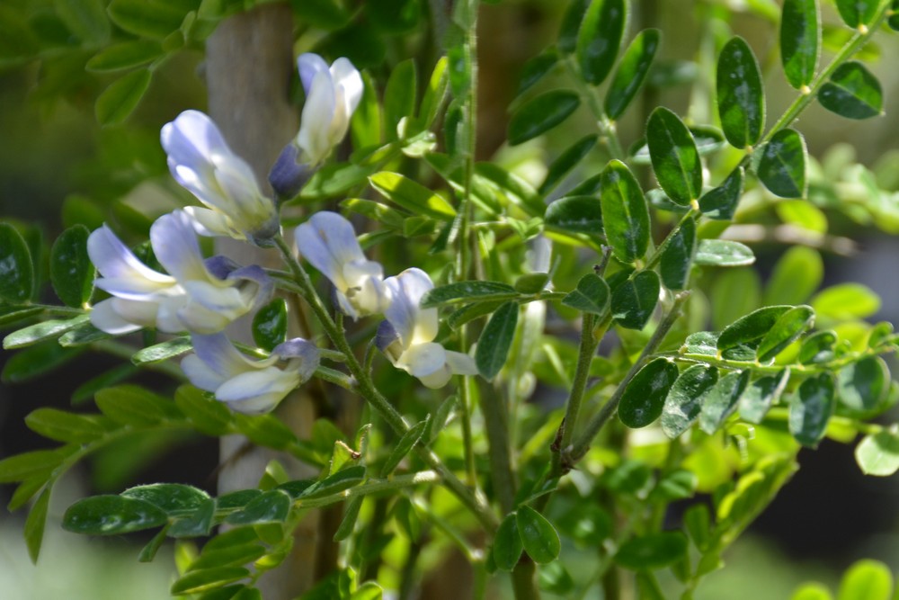 Sophora davidii