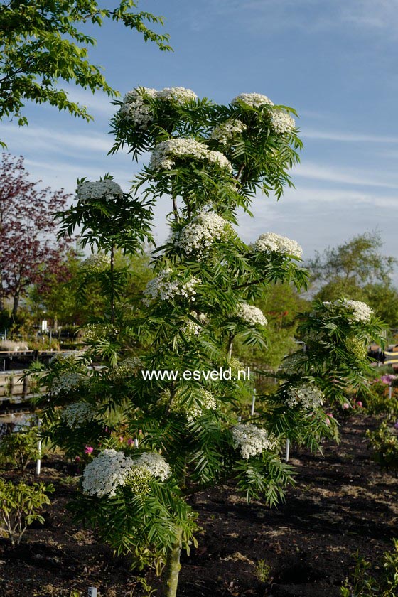 Sorbus 'Dodong'