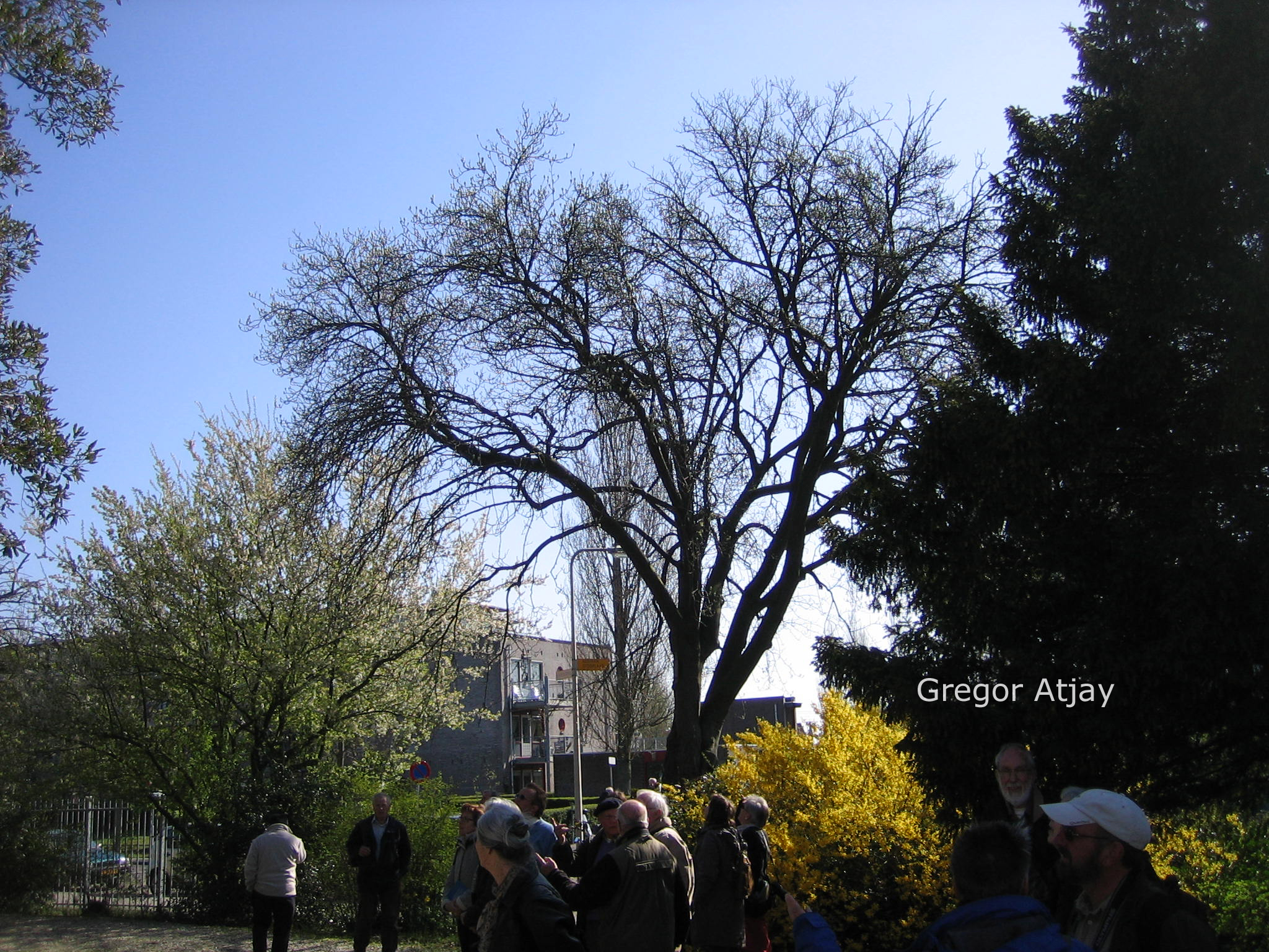 Sorbus aria 'Magnifica'