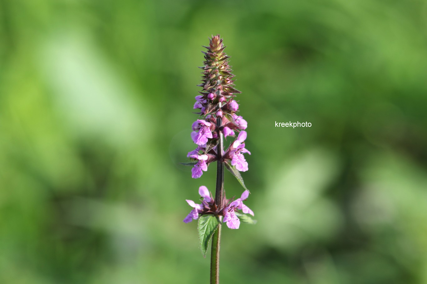 Stachys palustris