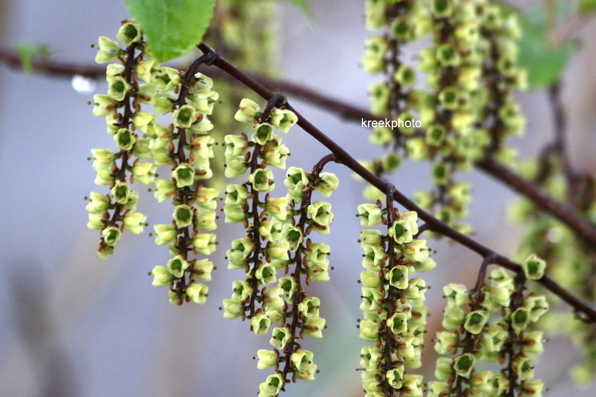 Stachyurus chinensis 'Wonderful Image'