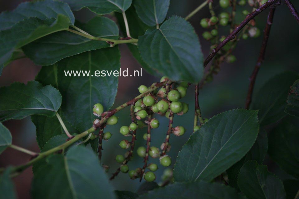 Stachyurus praecox 'Petra'