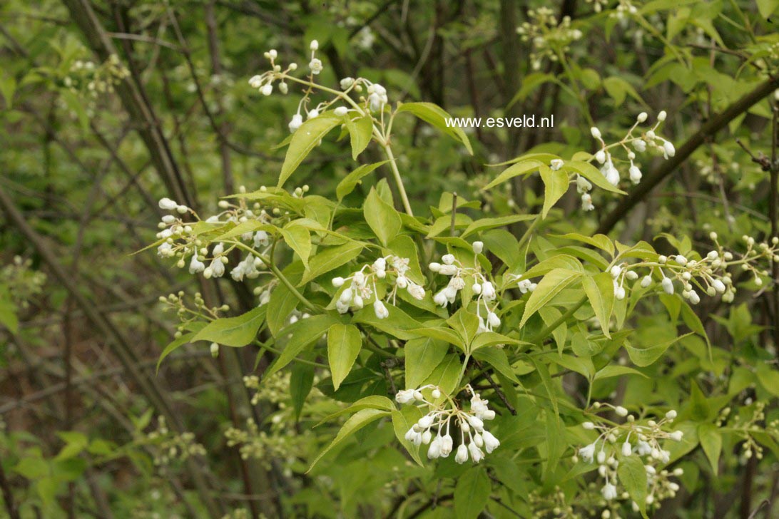 Staphylea trifolia