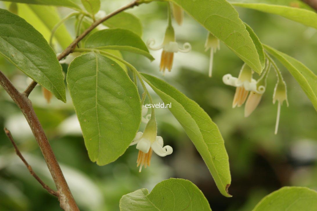 Styrax dasyanthus
