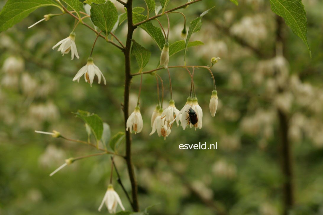 Styrax formosanus var. formosanus