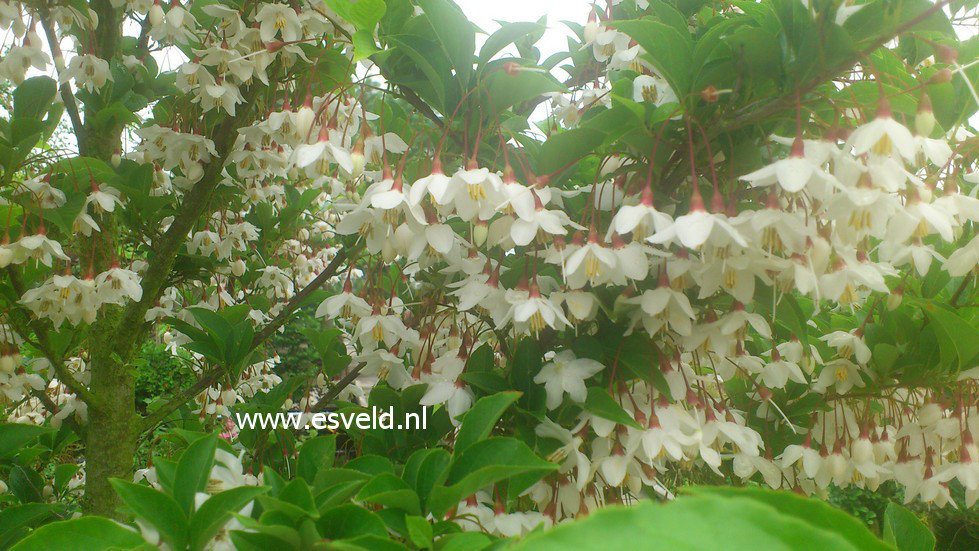 Styrax japonicus 'Peter Pan'