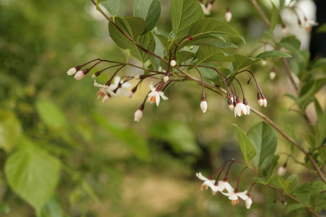 Styrax japonicus 'Pink Snowbell'