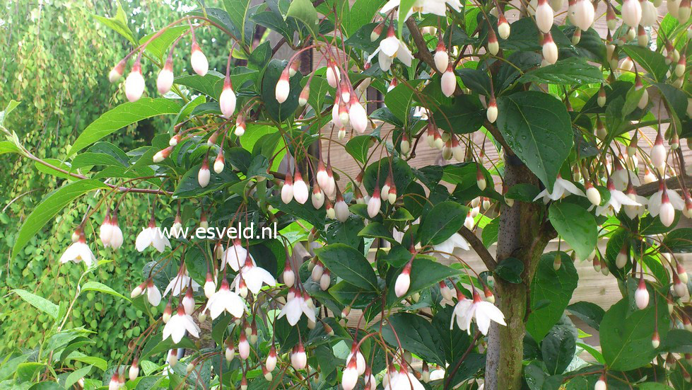 Styrax japonicus f. pendulus