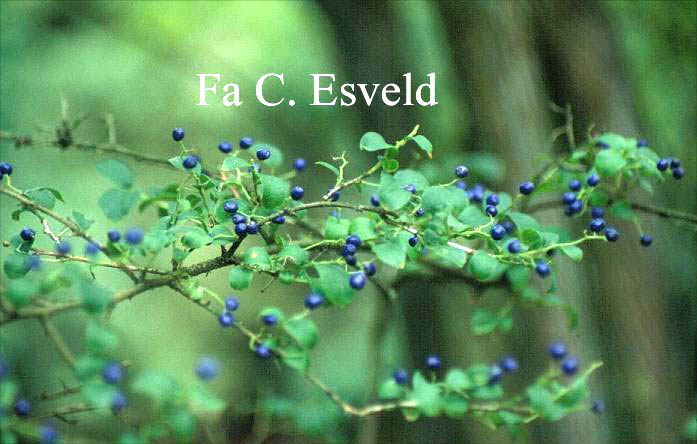 Symplocos paniculata