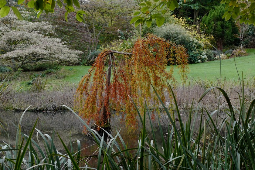 Taxodium distichum 'Cascade Falls'