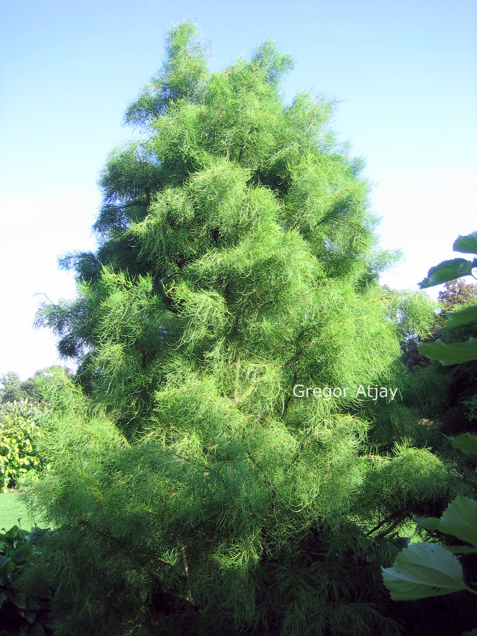 Taxodium distichum 'Nutans'