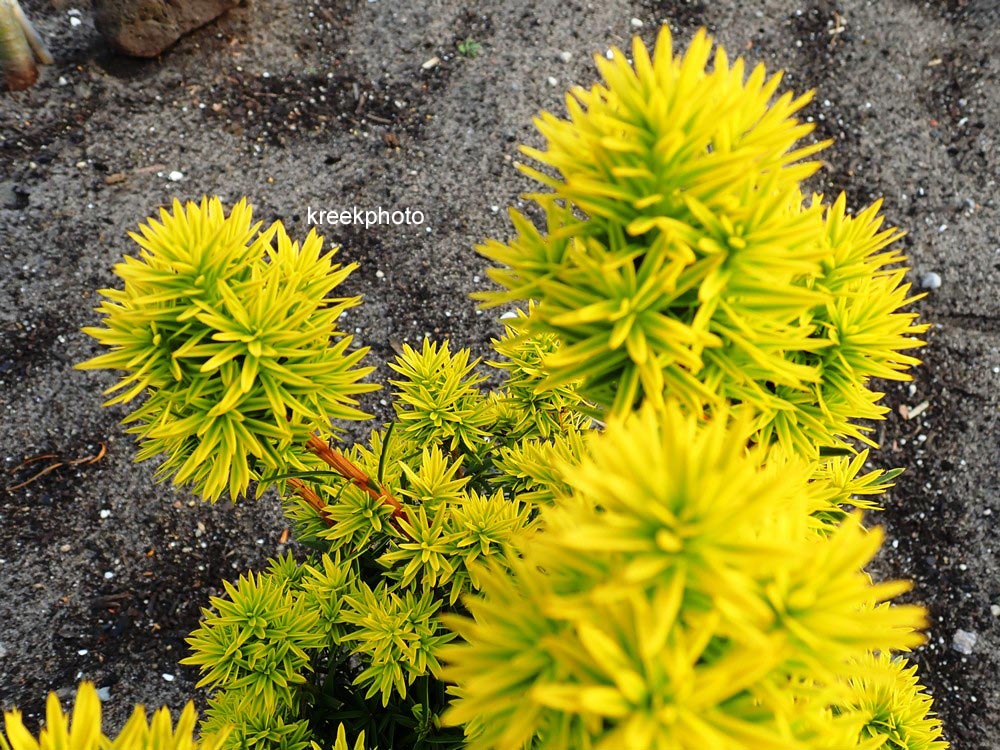 Taxus baccata 'Fastigiata Aurea'