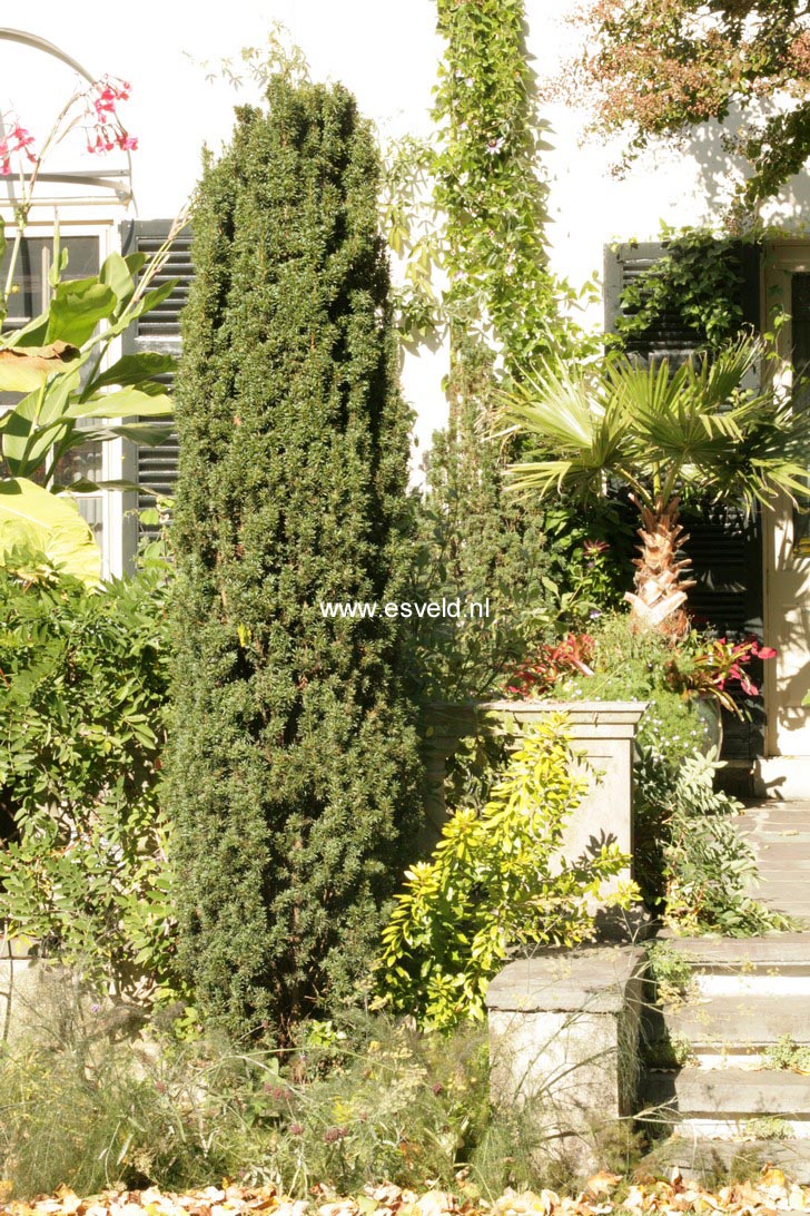 Taxus baccata 'Fastigiata'