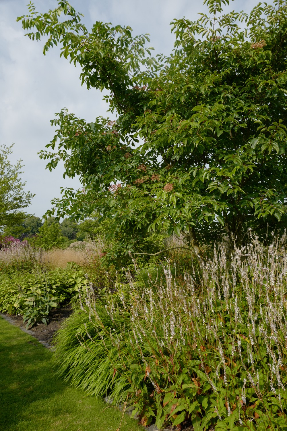 Tetradium daniellii hupehensis