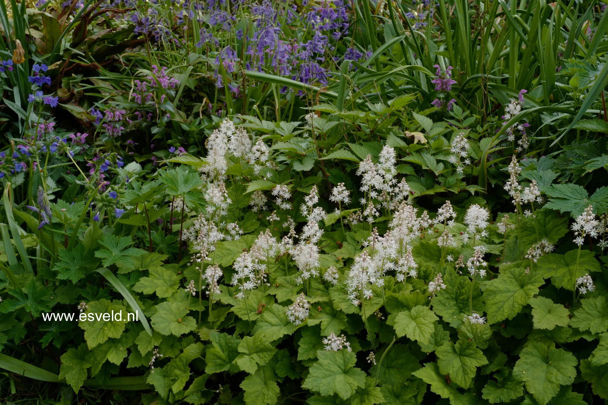 Tiarella wherryi