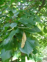 Tilia cordata