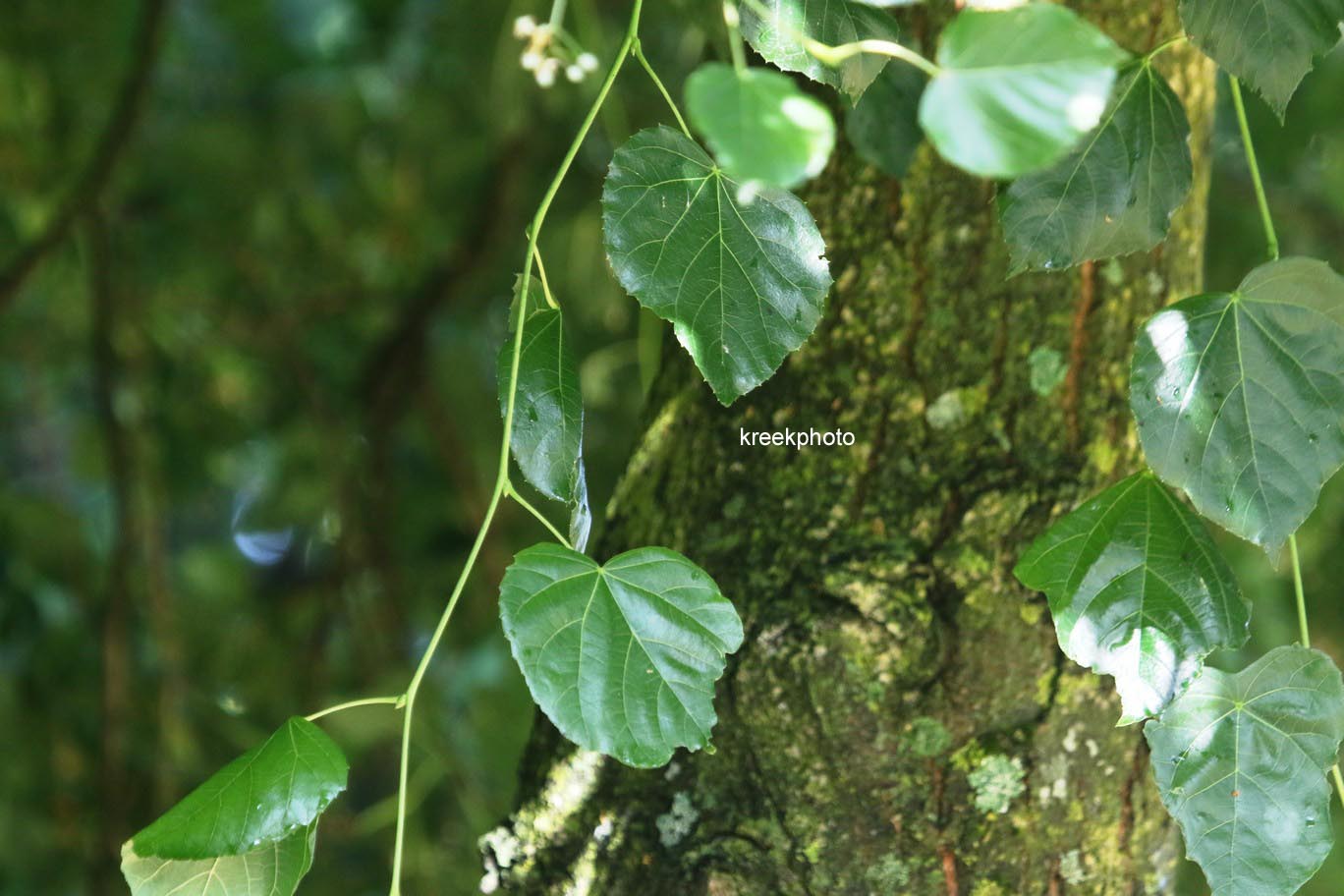 Tilia europaea