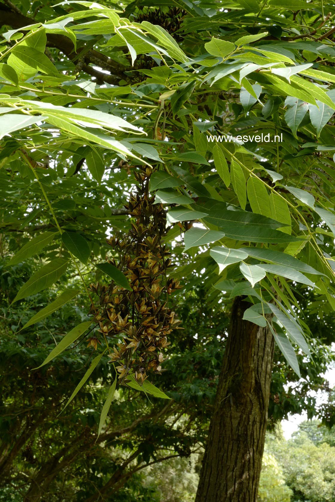 Toona sinensis