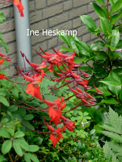 Tropaeolum speciosum