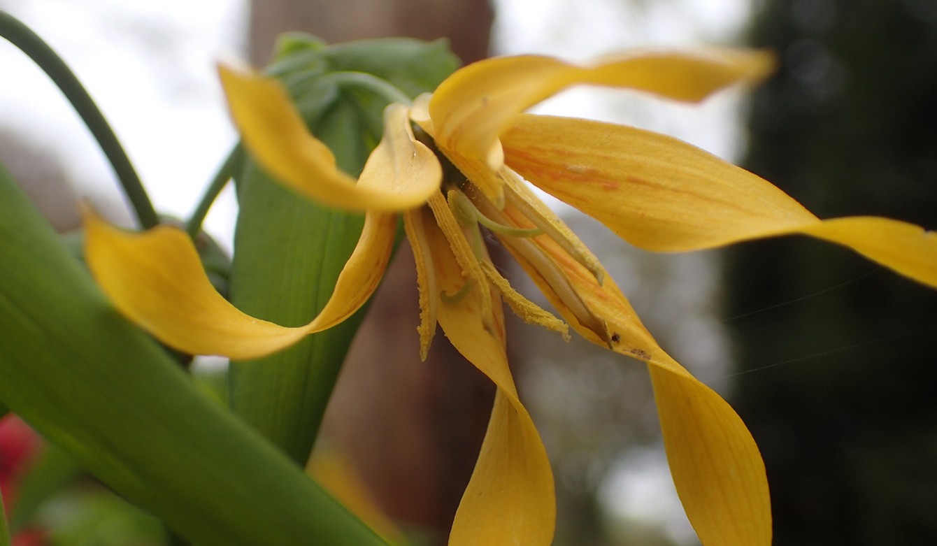 Uvularia grandiflora