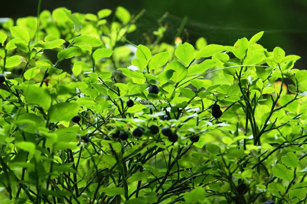 Vaccinium uliginosum