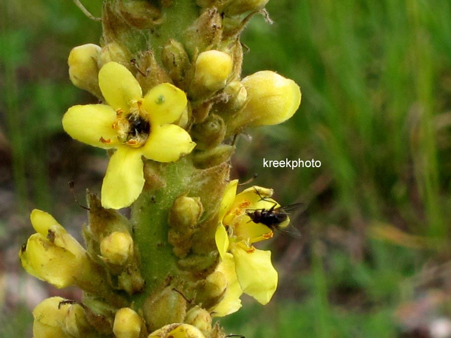 Verbascum nigrum