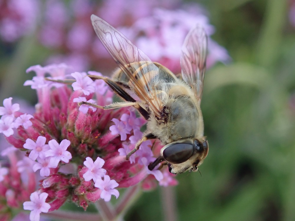 Verbena bonariensis 'Lollipop'