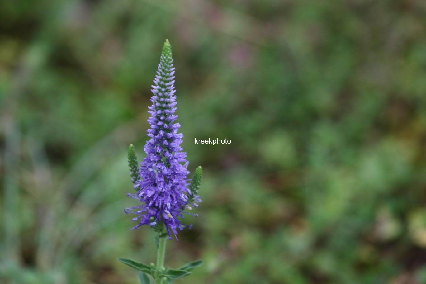 Veronica spicata