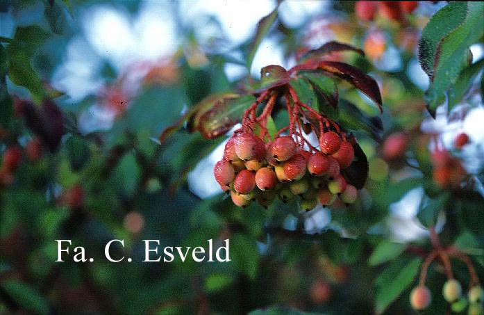 Viburnum 'Royal Guard'