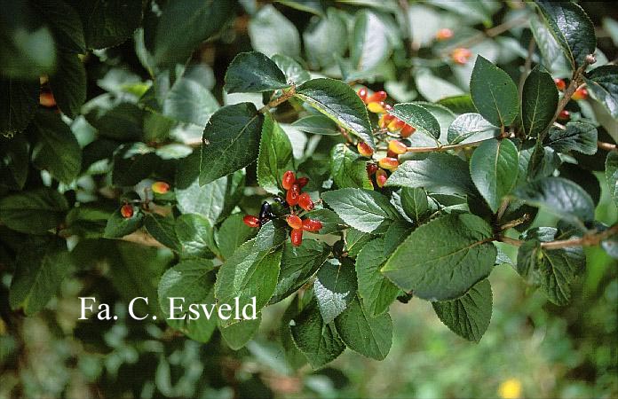 Viburnum burejaeticum