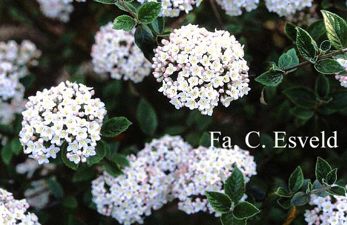 Viburnum burkwoodii 'Compact Beauty'