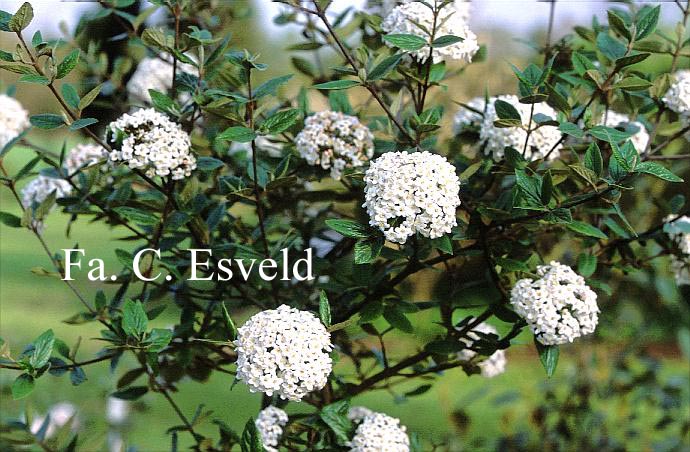 Viburnum burkwoodii 'Park Farm Hybrid'