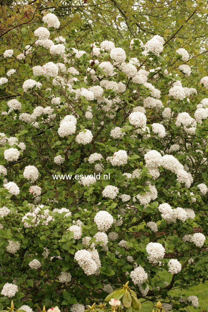 Viburnum carlcephalum 'Cayuga'