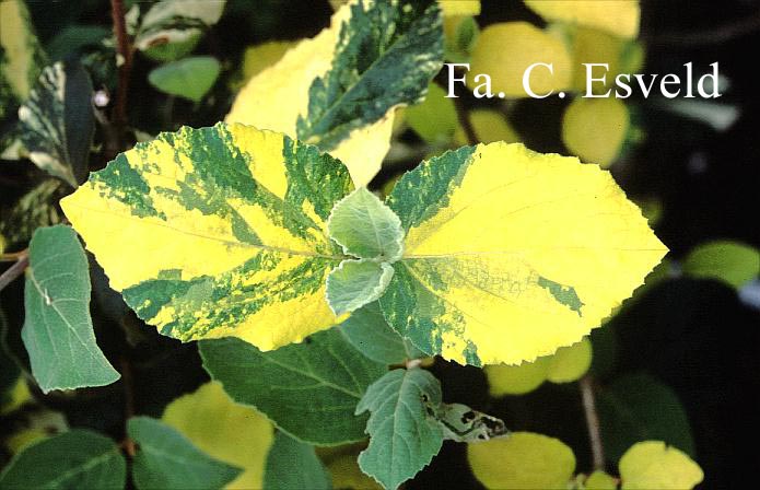 Viburnum carlcephalum 'Van der Maat'