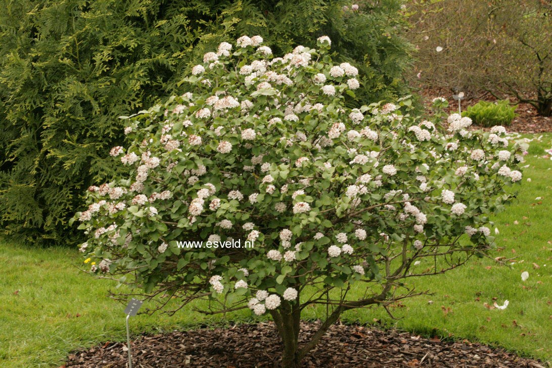 Viburnum carlesii 'Diana'