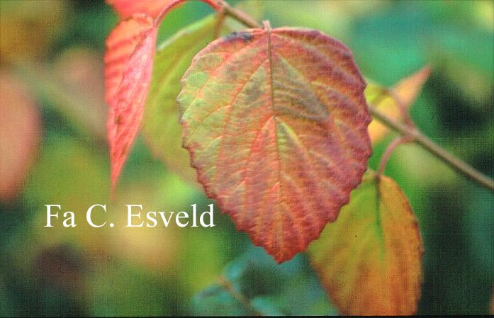 Viburnum dentatum 'Morton' (NORTHERN BURGUNDY)